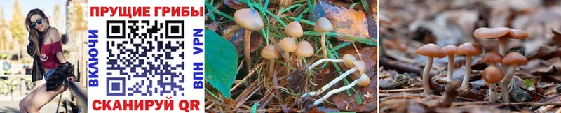kraken   Борисоглебск  Галлюциногенные грибы Psilocybe 